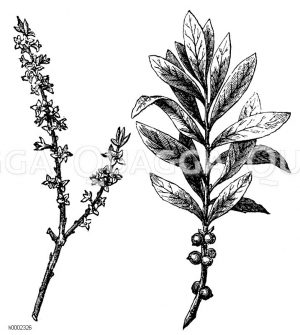 Seidelbastzweig: links mit Früchten, rechts mit Blüten [Digital]