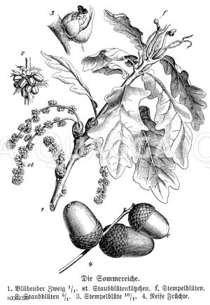 Sommereiche, 1. Blühender Zweig, st. Staubblütenkätzchen, f. Stempelblüten, 2. Staubblätter, 3. Stempelblüte, 4. Reife Früchte [Digital]