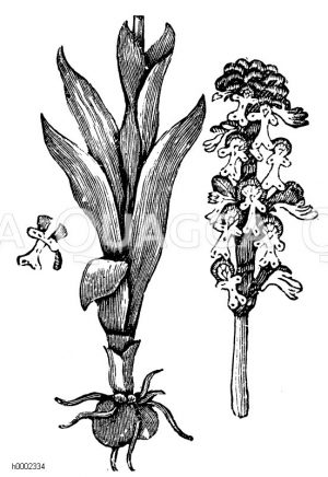 Kleine oder brandblumige Orchidee [Digital]