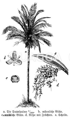 Dattelpalme: b. männliche Blüte, c. weibliche Blüte, d. Rispe mit Früchten [Digital]