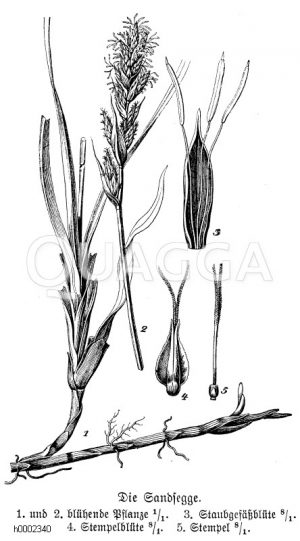 Sandsegge: 1. und 2 blühende Pflanze, 3. Staubgefässblüte, 4. Stempelblüte, 5. Stempel [Digital]