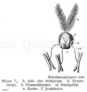 Weizen: Befruchtungsorgane, h. Hüll- oder Kelchspelzen, k. Kronenspelzen, b. Blumenschüppchen, st. Staubgefäße, n. Narben, F. Fruchtknoten [Digital]