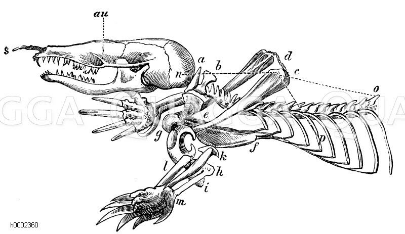 Maulwurf: Vorderteil des Skeletts [Digital]