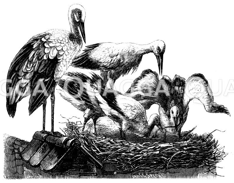 Storch: Storchennest [Digital]
