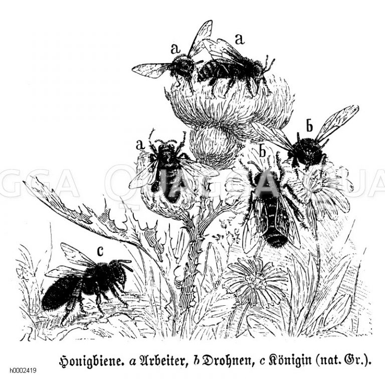 Die Pfeife von Lehrer Lämpel explodiert Quagga Illustrations