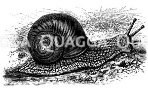 Weinbergschnecke [Digital]