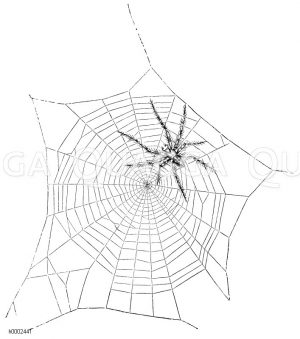 Kreuzspinne: Spinnennetz des Männchens [Digital]