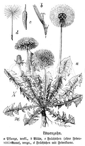 Löwenzahn, a Pflanze, b Blüte, c Früchtchen (ohne Federkrone, d Früchtchen mit Federkrone [Digital]