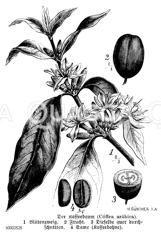 portugiesischer kirschlorbeer 160 cm Portugiesischer Kirschlorbeer Angustifolia Hhe 160-180 cm Ballenware