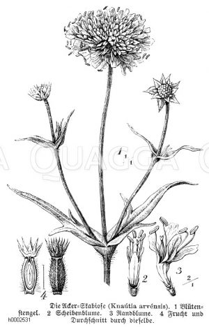 Ackerskabiose [Digital]