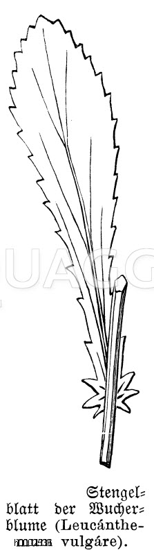 Wucherblume: Stengelblatt [Digital]