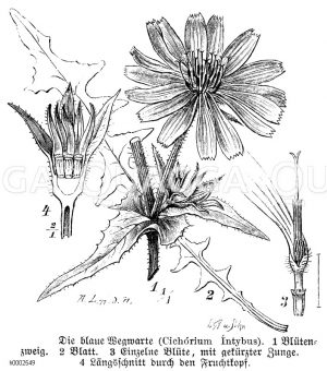 Wegwarte, Zichorie. 1 Blütenzweig, 2 Blatt, 3 einzelne Blüte mit gekürzter Zunge, 4 Längsschnitt durch den Fruchtkopf [Digital]