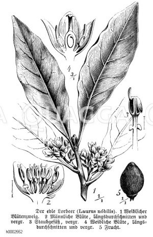 Lorbeerbaum mit Blütenquerschnitten und Frucht [Digital]