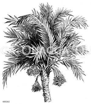 Dattelpalme: Blätterkrone mit Fruchtrispen [Digital]