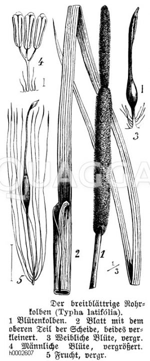 Breitblättriger Rohrkolben [Digital]