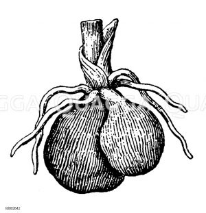 Kleines Knabenkraut: Kugelige Wurzeln [Digital]