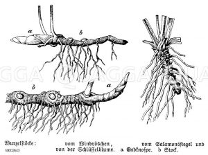 Wurzelstöcke, oben links Windröschen, unten links Salomonssiegel, rechts: Schlüsselblume, a Endknospe, b Stock [Digital]