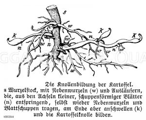 Kartoffel: Knollenbildung [Digital]