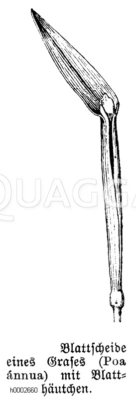 Gras: Blattscheide [Digital]