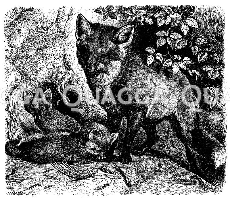 Fuchs [Digital]