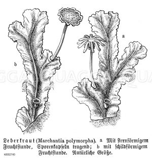 Leberkraut, Lebermoos [Digital]