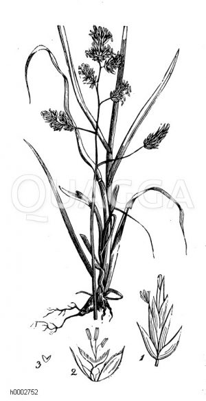 Knäuelgras [Digital]