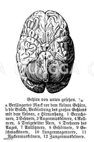 Menschliches Gehirn [Digital]
