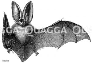 Langohrige Fledermaus [Digital]