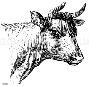 Rind: Kopf [Digital]