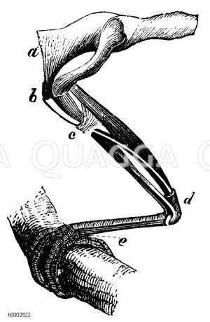 Vogelbein: Muskulatur [Digital]