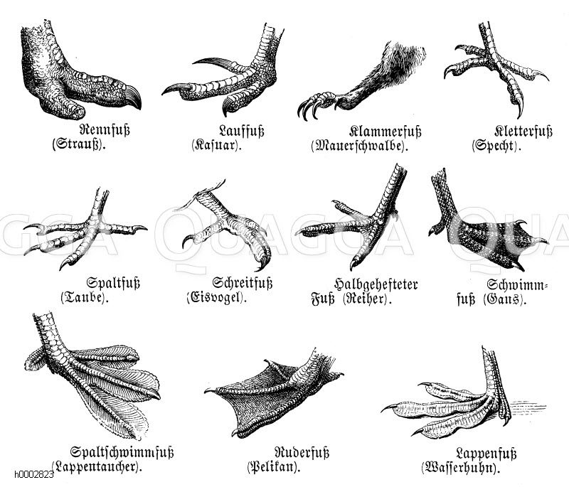 Strauss, Kasuar, Mauerschwalbe, Specht, Taube, Eisvogel, Reiher, Gans, Lappentaucher, Pelikan und Wasserhuhn: Fuß [Digital]