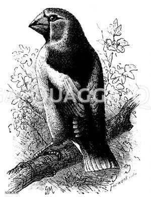 Kirschkernbeisser [Digital]