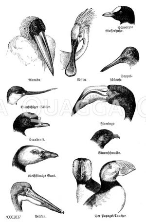 Marabu, Löffler, Schwarzes Wasserhuhn, Doppelschnepfe, Blaufüßiger Säbler, Brandente, Flamingo, Sturmschwalbe, Weißtirnige Gans, Pelikan und Papageientaucher: Köpfe [Digital]