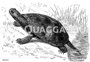 Europäische Sumpfschildkröte [Digital]