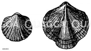 Terebratula marginalis (fossil). Im obersilurischen Schiefer Englands [Digital]