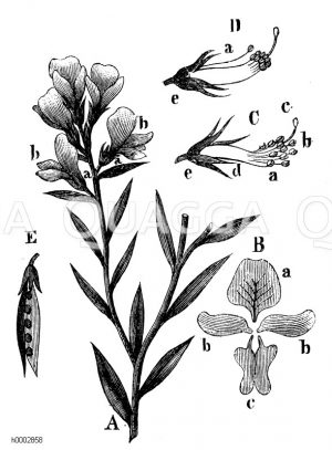 Schmetterlingsblüte: Schema [Digital]