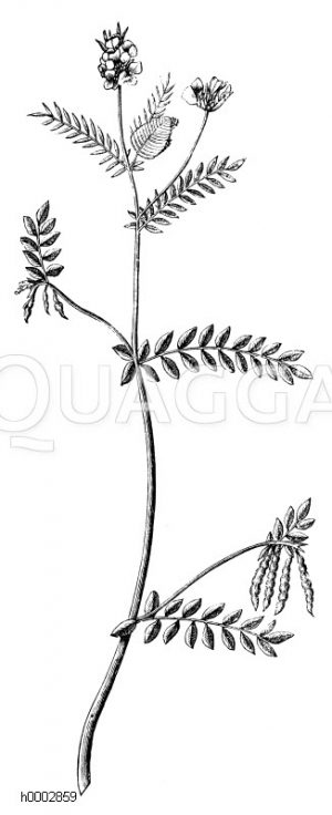 Schmetterlingsblütler, Schema: Blüte, Blätter, Früchte [Digital]