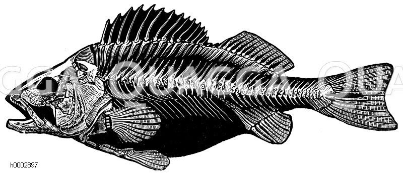 Flussbarsch: Skelett [Digital]