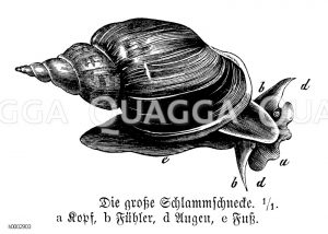 Große Schlammschnecke [Digital]