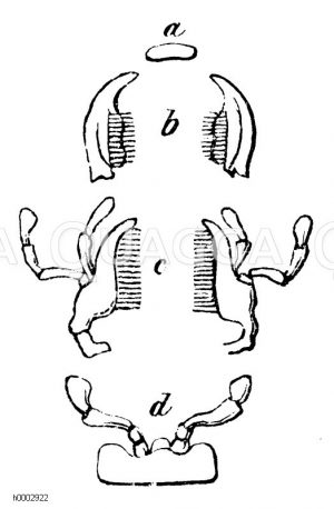 Laufkäfer: Fresswerkzeuge [Digital]