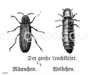 Großer Leuchtkäfer [Digital]