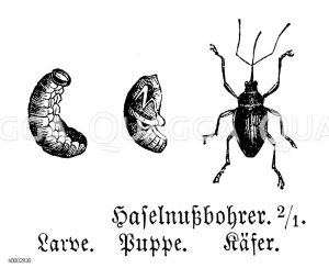 Haselnussbohrer, Haselnussrüssler [Digital]