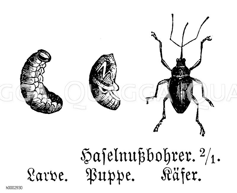Haselnussbohrer, Haselnussrüssler [Digital]