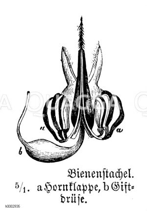 Honigbiene: Stachel [Digital]