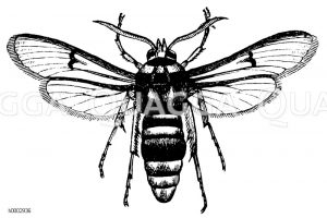 Glasflügler [Digital]