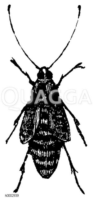 Frostspanner: Weibchen [Digital]