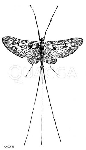 Eintagsfliege [Digital]