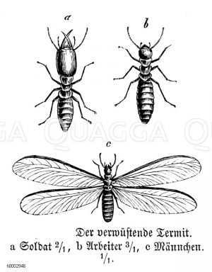 Termite [Digital]