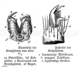 Kreuzspinne: Mundteile und Fußende [Digital]
