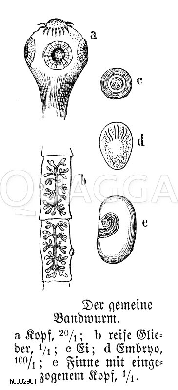 Bandwurm Quagga Illustrations